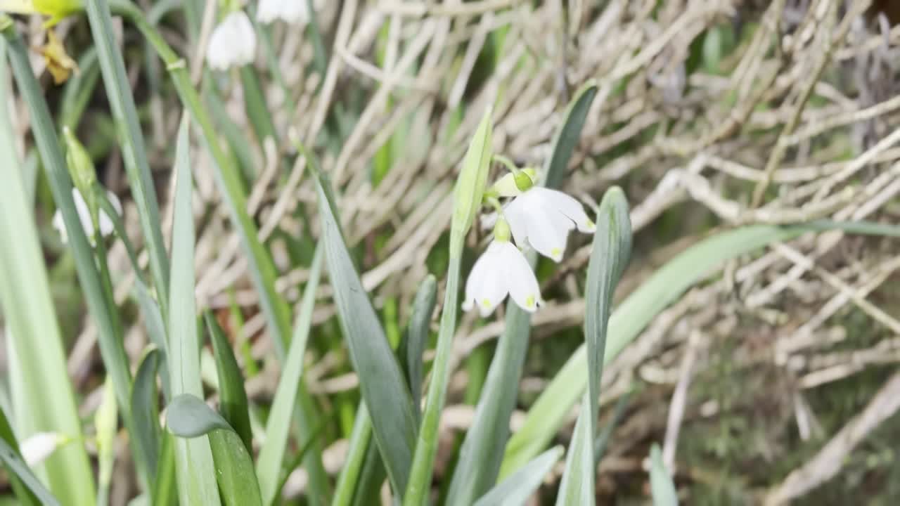 Primo piano di fiori bianchi di bucaneve che sbocciano nel giardino a fine febbraio.