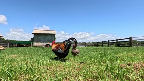 rooster walking and flapping wings in pasture