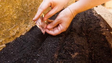 woman planting seeds in home vegetable garden