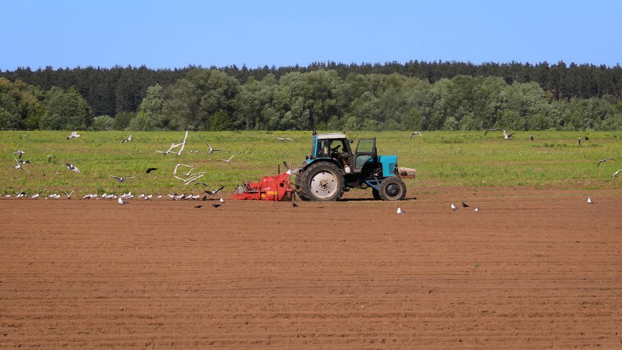 los pájaros hambrientos están volando detrás del tractor, y comen grano de la tierra cultivable.