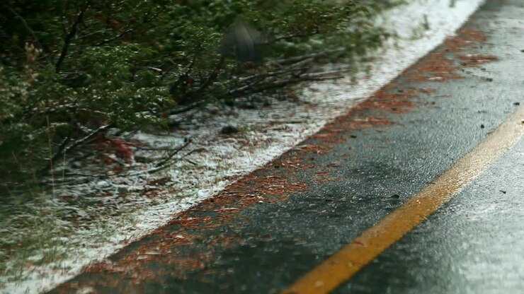 Bird on a mountain road