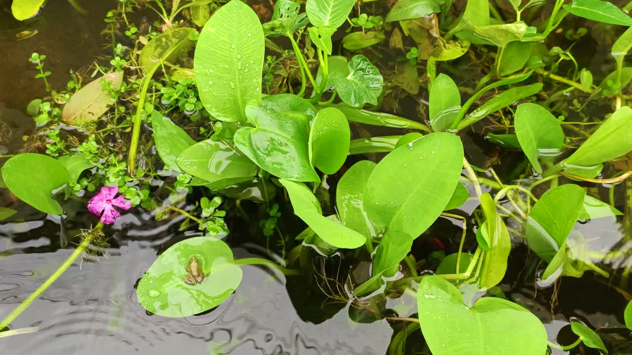 물 식물과 비 4k