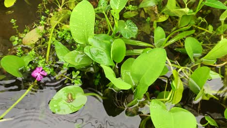 water plants and rain 4k