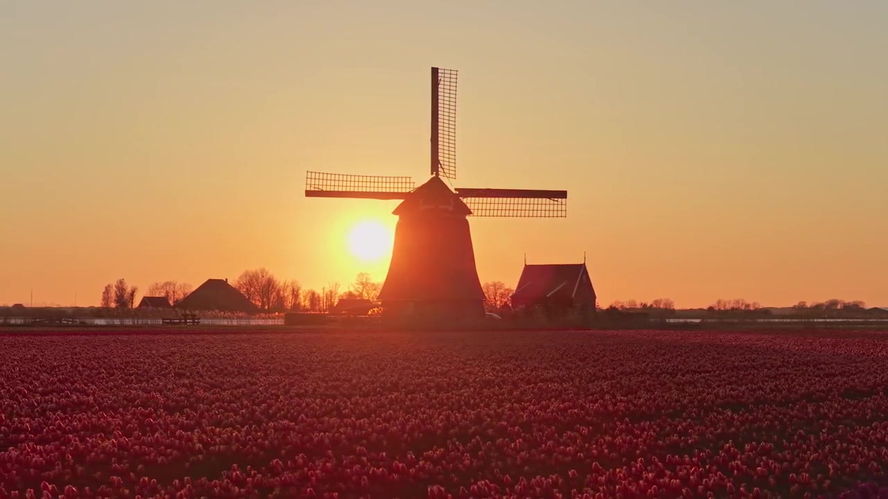 Silhouette di mulino a vento olandese con il sole che sorge su un campo di tulipani.