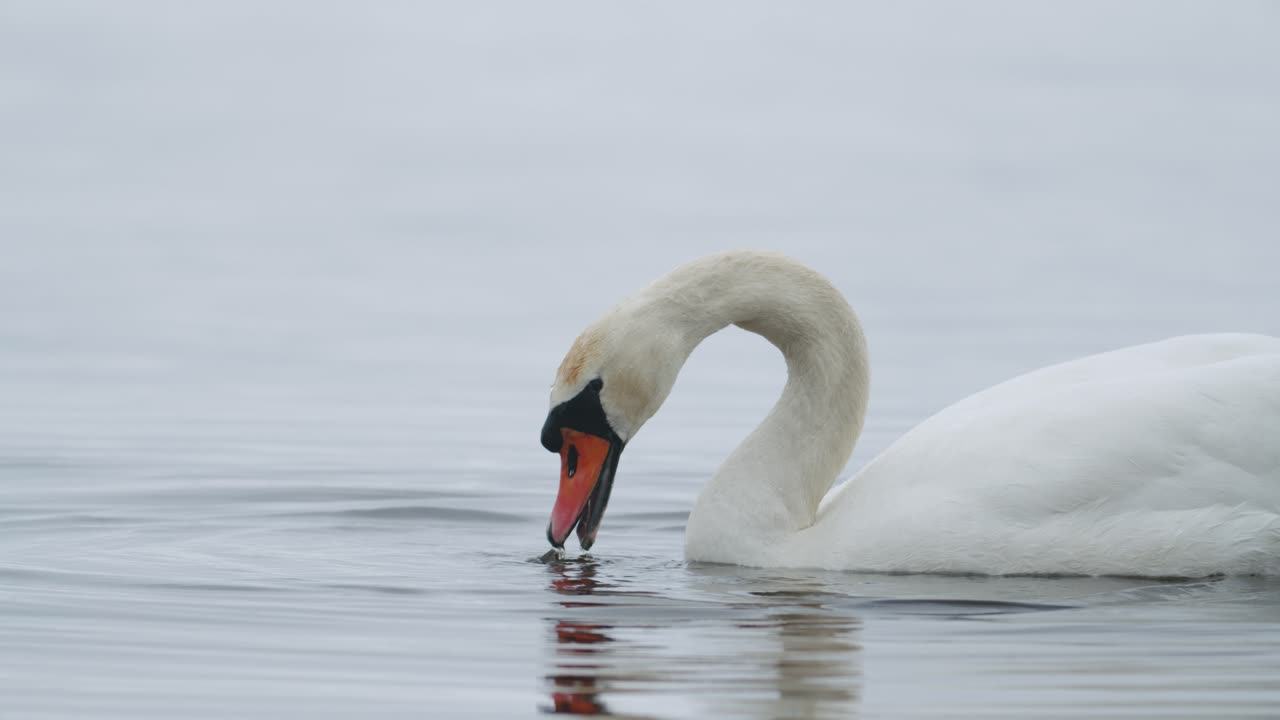 cisne mudo salvaje comiendo hierba primer plano submarino en día nublado