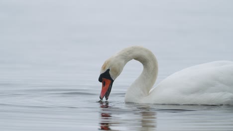 Wilder-Höckerschwan,-Der-An-Bewölkten-Tagen-Gras-Unter-Wasser-Frisst