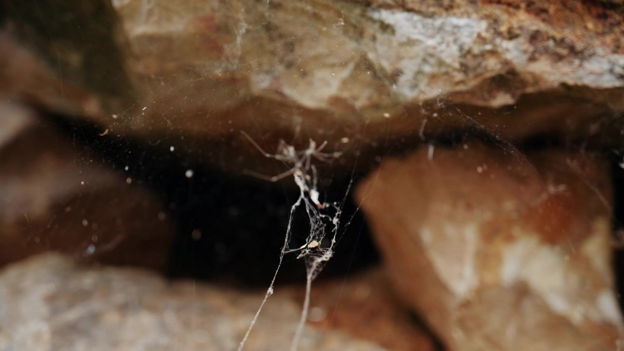 Primer plano de una pequeña araña suspendida en una delicada telaraña entre rocas naturales