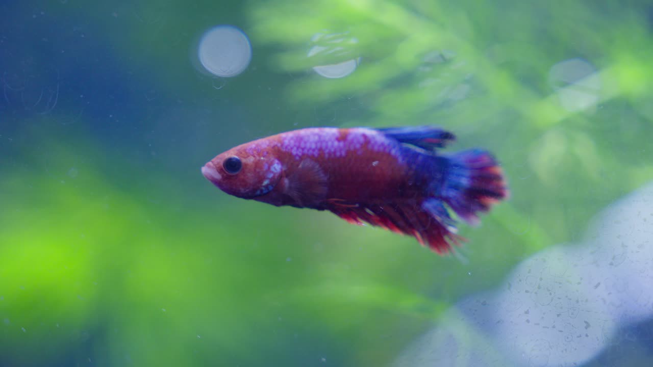 colorido hellboy cartel betta pequeño pez flotando todavía en el acuario, de cerca