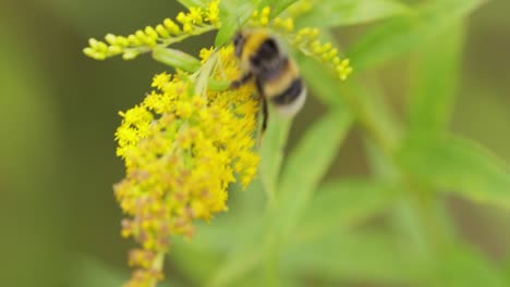 Abejorro-Peludo-Polinizando-Y-Recolecta-Néctar-De-La-Flor-Amarilla-De-La-Planta