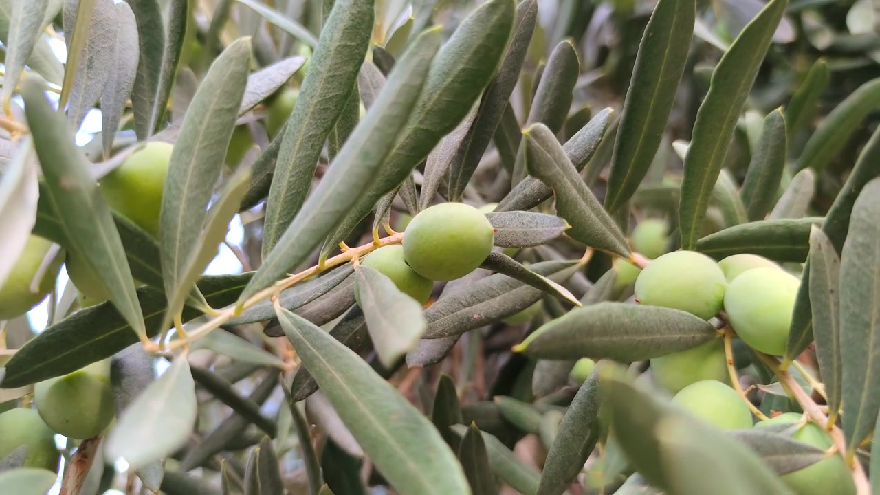 Primo piano di olive verdi che crescono su un ramo di ulivo