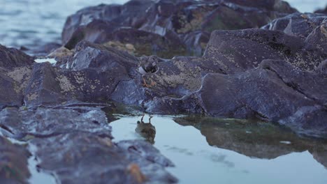 Strandläufer,-Die-In-Der-Nähe-Des-Wassers-Nach-Nahrung-Suchen