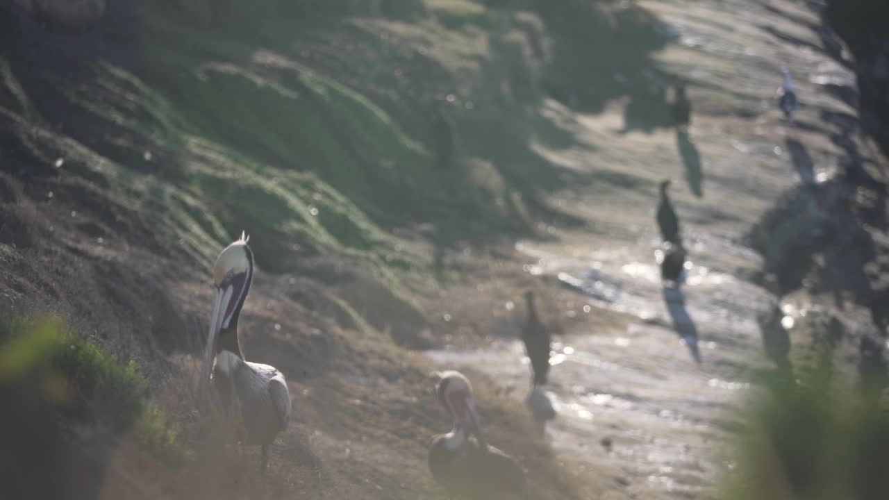 Pellicani posati lungo la costa di una scogliera in riva al mare