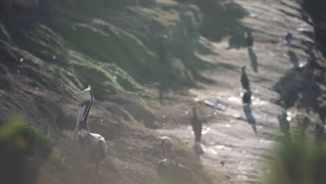 pelicans sitting along the coast of a cliff by the sea