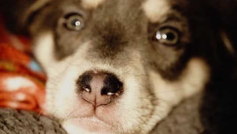 Various-closeup-shots-of-sleepy-puppy-in-evening-light