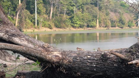 Wide-Exterior-Static-Shot-of-Two-Monkeys-at-the-Lake-Behind-Tree-Log-in-the-Day