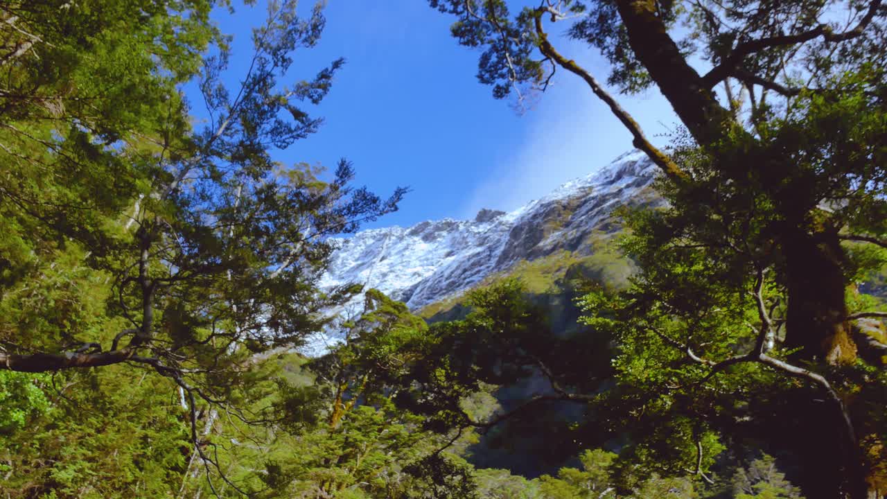 majestuosas montañas cubiertas de nieve en el fondo con árboles verdes en primer plano