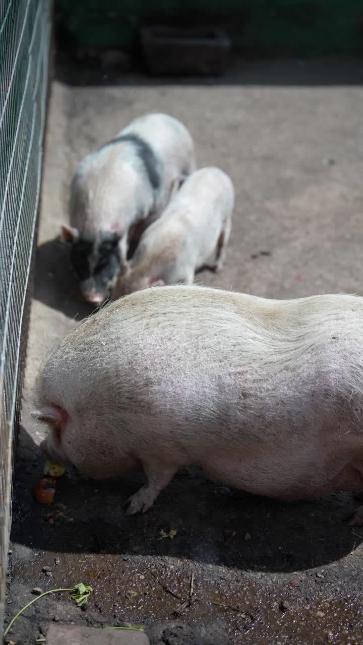 창고에 힌 돼지