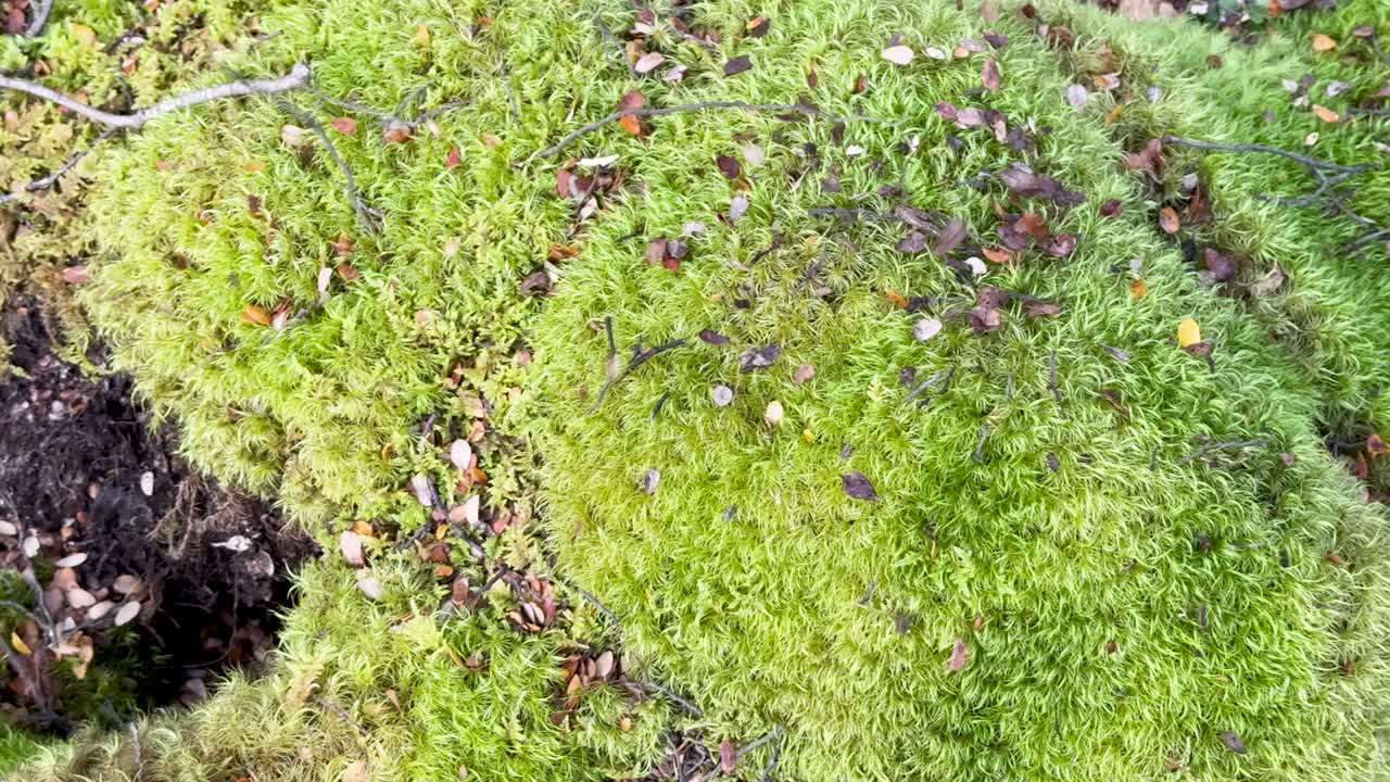 Fallen leaves scatter over vibrant pincushion moss in daylight, overhead camera, natural forest setting