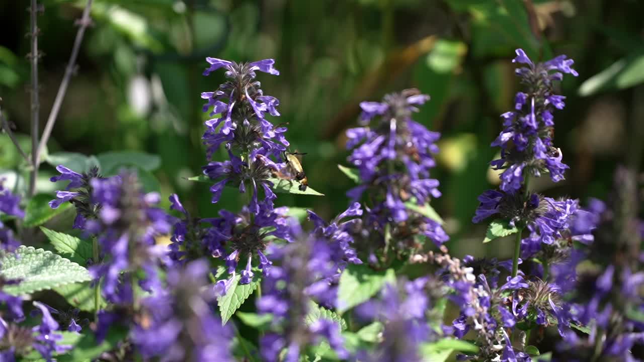 ⁇ 수염 을 먹기 위해  ⁇ 수염 을 찾는  ⁇ 수염 의  ⁇ 면 모습, 느린 영상