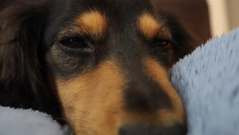 Close-up-of-Sausage-Dog-relaxing-at-home