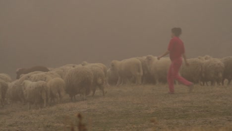 foggy sheepherding