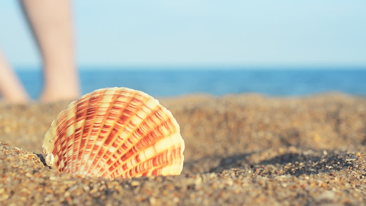 Shells on the beach. Shooting on the beach