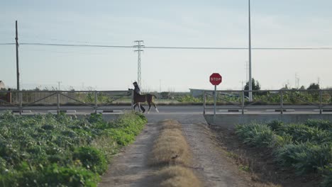 person riding a horse across a country road
