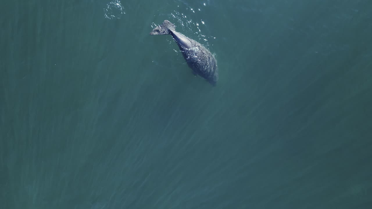 A lone Dugong slowly surfaces from feeding on a seagrass meadow deep below the ocean
