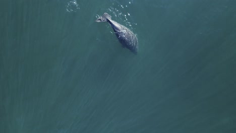 un dugongo solitario emerge lentamente de alimentarse en un prado de hierba marina profundamente debajo del océano