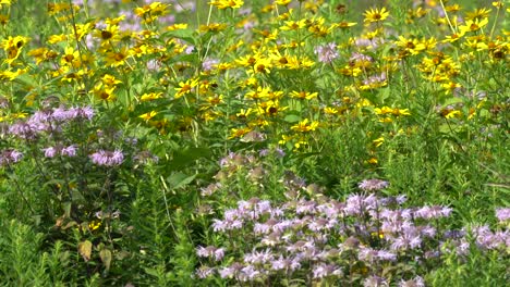 a patch of various wildflowers in the wilderness