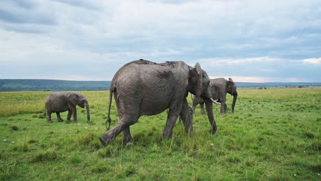 unidad familiar de elefante africano caminando a través del paisaje de maasai mara, turismo de aventura de safari de los cinco grandes, vida silvestre africana en la reserva nacional de kenia, animales de safari de áfrica en masai mara