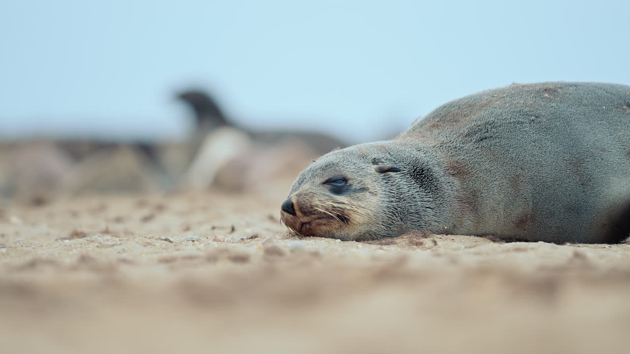 Sleeping Cape Fur Seal on the Beach