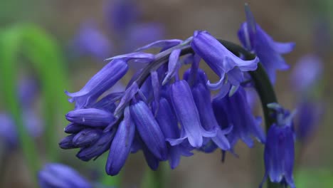 closeup of bluebell flowers, hyacinthoides non-scripta. spring. uk