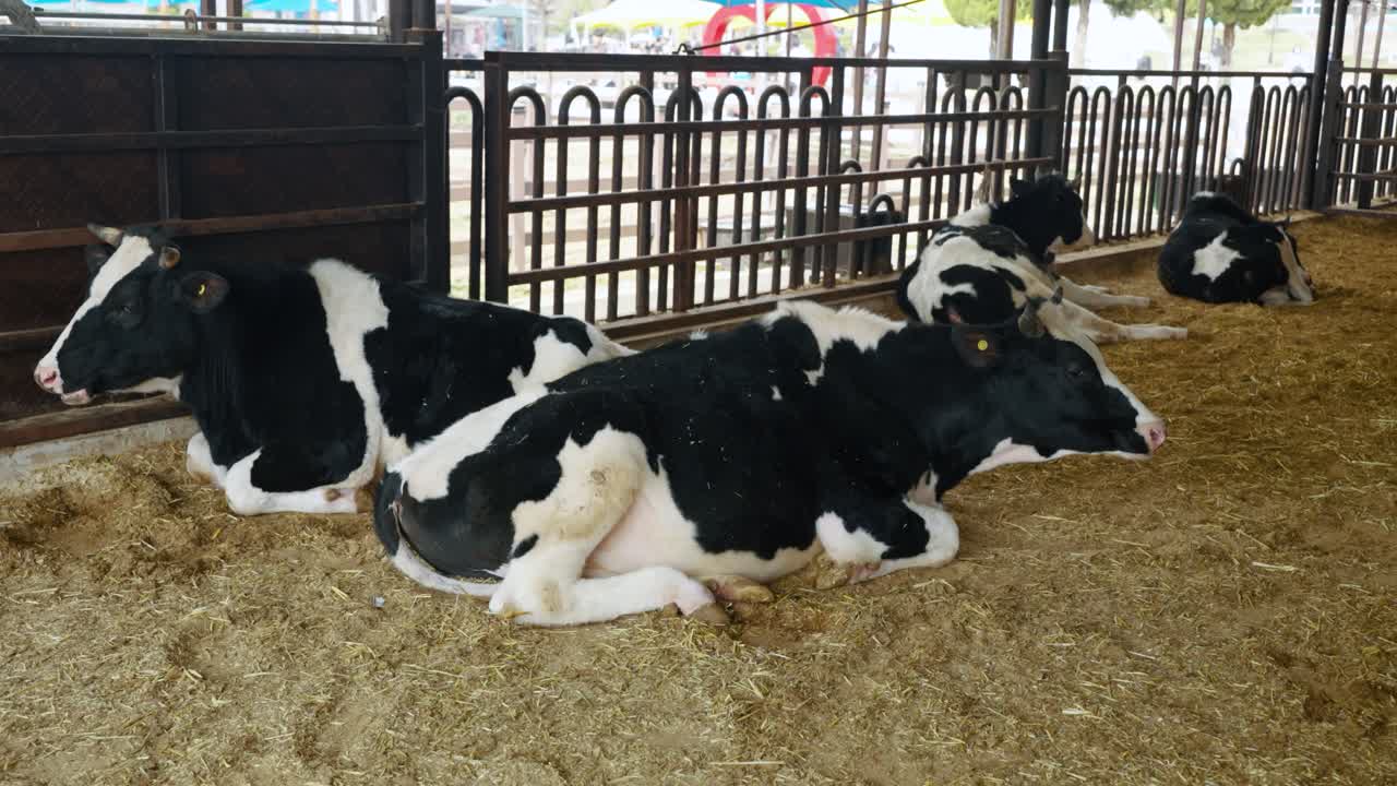 Group of Holstein dairy cows resting on straw bedding inside spacious farm enclosure