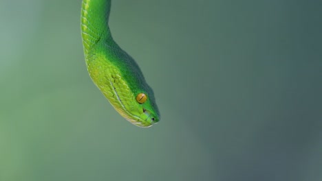 La-Víbora-De-Labios-Blancos-Es-Una-Víbora-Venenosa-Endémica-Del-Sudeste-Asiático-Y-A-Menudo-Se-Encuentra-Durante-La-Noche-Esperando-En-Una-Rama-O-Rama-De-Un-árbol-Cerca-De-Un-Cuerpo-De-Agua-Con-Muchos-Alimentos