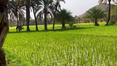 a farmer man moving donkey loaded by fresh green rice paddy bunch packs beside the farm land field in the palm trees shadow in summer