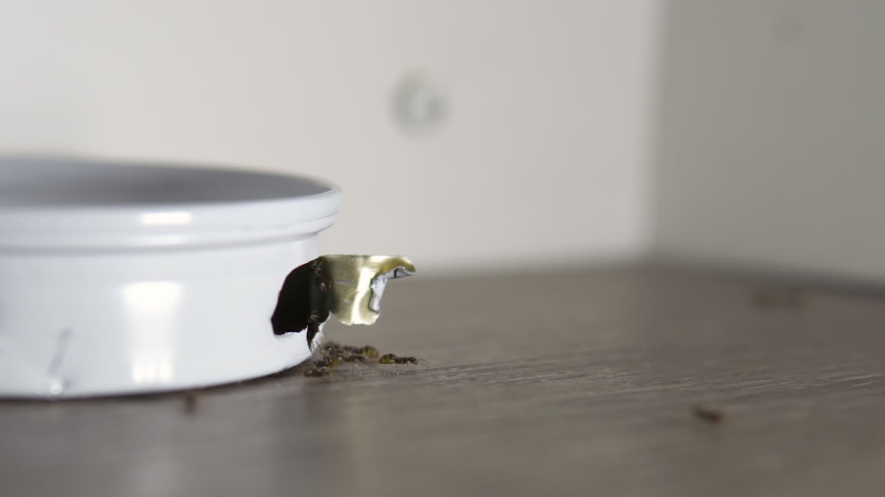 toma panorámica de hormigas domésticas que entran y salen de una trampa de hormigas de metal que contiene veneno