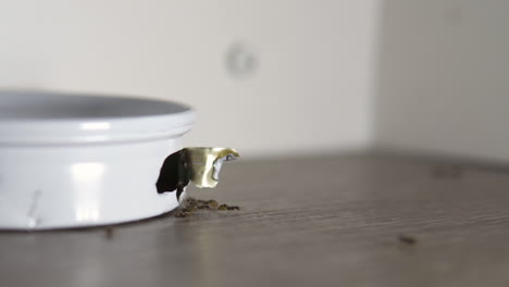 panning shot of house ants going in and out of a metal ant trap containing poison