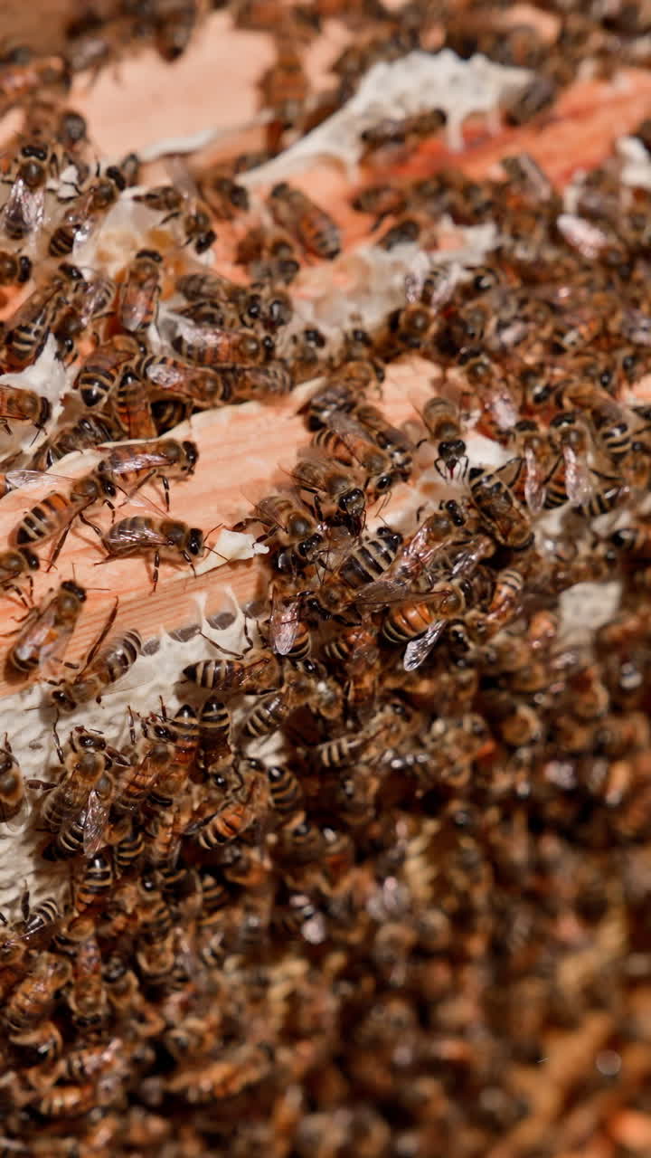 Swarm of bees working in a hive. Busy bees packing honeycomb with beeswax. Beekeeping process. Bees making pure natural product. Vertical video