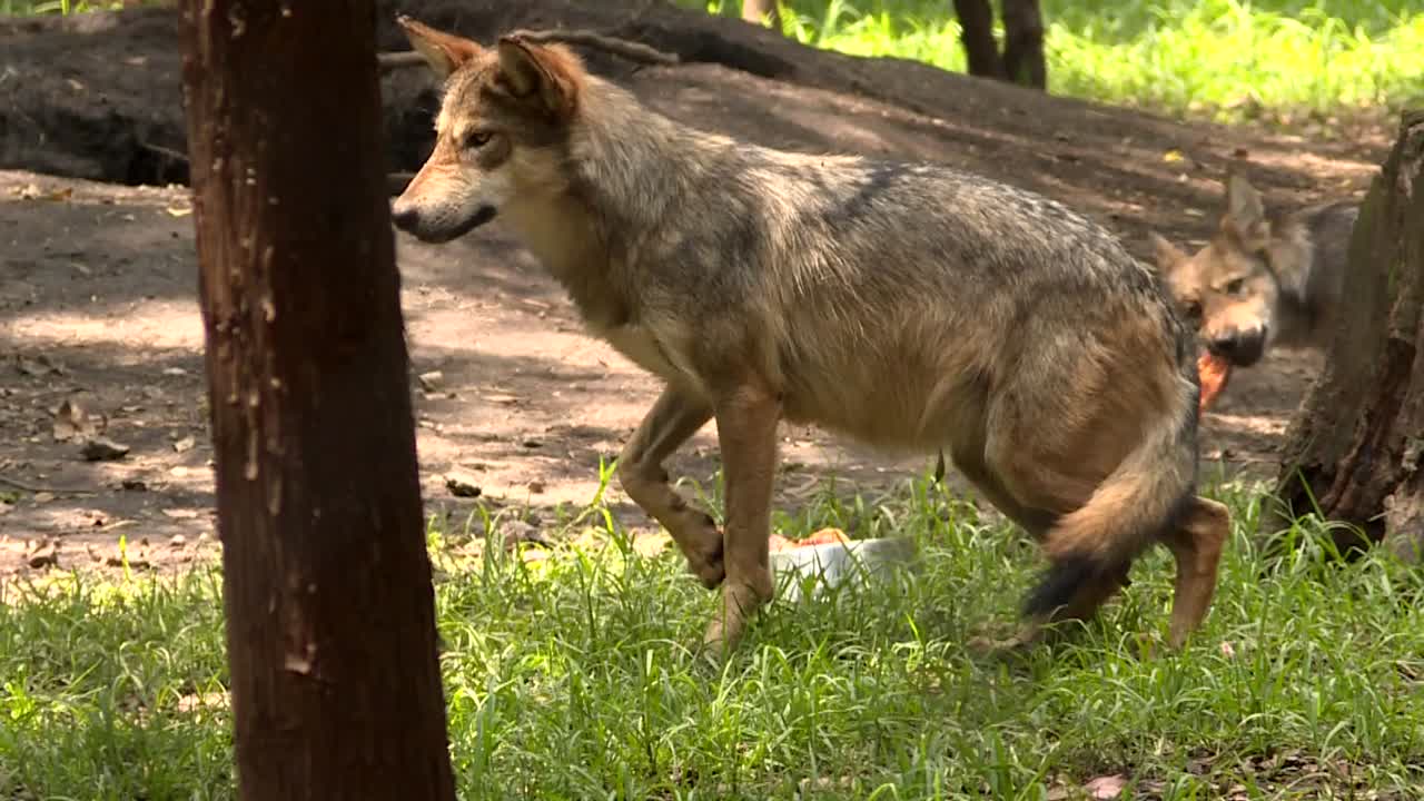 puppy wolf eating a big piece of chicken