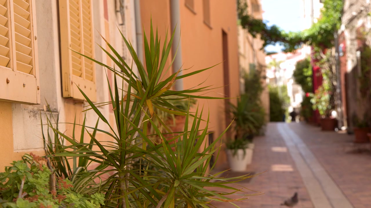 Luz solar brilhante ilumina um beco europeu tranquilo com plantas verdes em vasos e edifícios laranja.