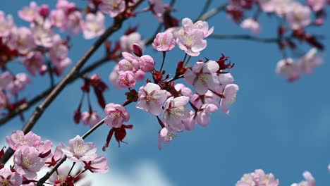 Cherry-tree-blossoms-against-blue-sky