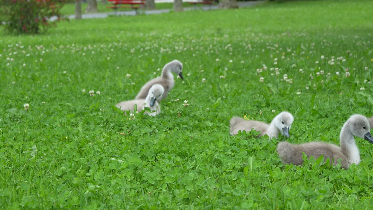 Adorable young swan babies are seen walking across lush green grass, near Walensee in Switzerland, symbolizing new life and springtime in nature