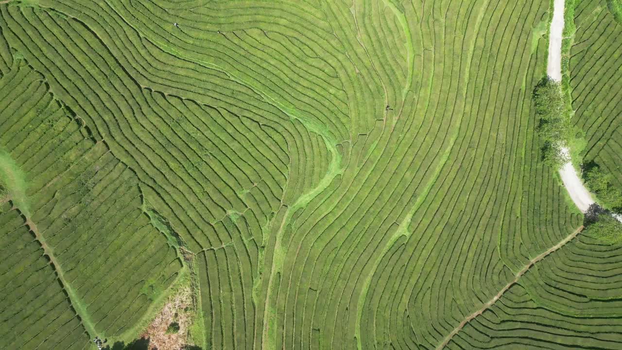 파롤 도 아르넬, 사우 미구엘, 아조레스, 공중에서 볼 수 있는 푸른 테라스