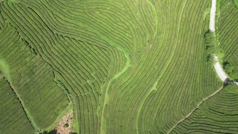 Exuberantes-Campos-Verdes-En-Terrazas-En-Faro-Do-Arnel,-São-Miguel,-Azores,-Vista-Aérea