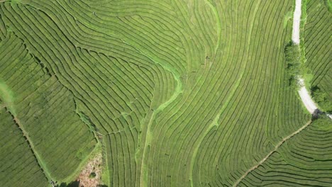 exuberantes campos verdes en terrazas en farol do arnel, são miguel, azores, vista desde el aire