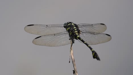 the common flangetail dragonfly is commonly seen in thailand and asia