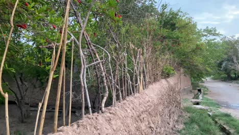 Hedgerow-natural-eco-wooden-fence-A-line-of-closely-spaced-shrubs-and-sometimes-trees,-planted-and-trained-to-form-a-barrier-to-mark-the-boundary-of-a-pomegranate-orchard-garden-in-Iran-rural-village