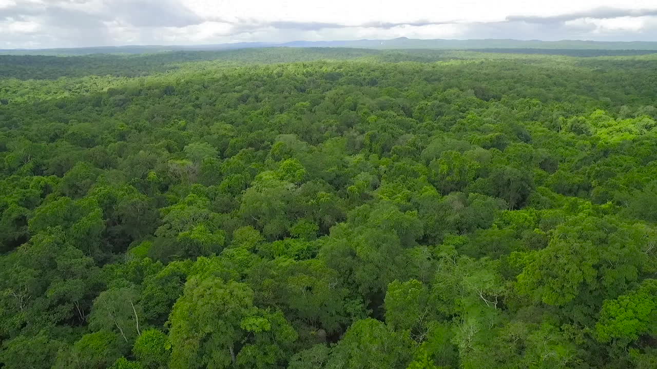 과테말라 3의 나무 꼭대기와 티칼 피라미드 위의 장엄한 공중 촬영