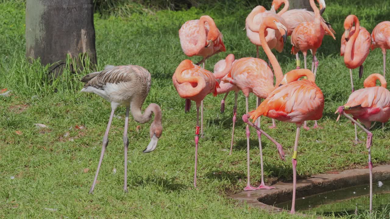 Flock of American and Chilean flamingos resting near water. Juvenile is grey, adults are pink